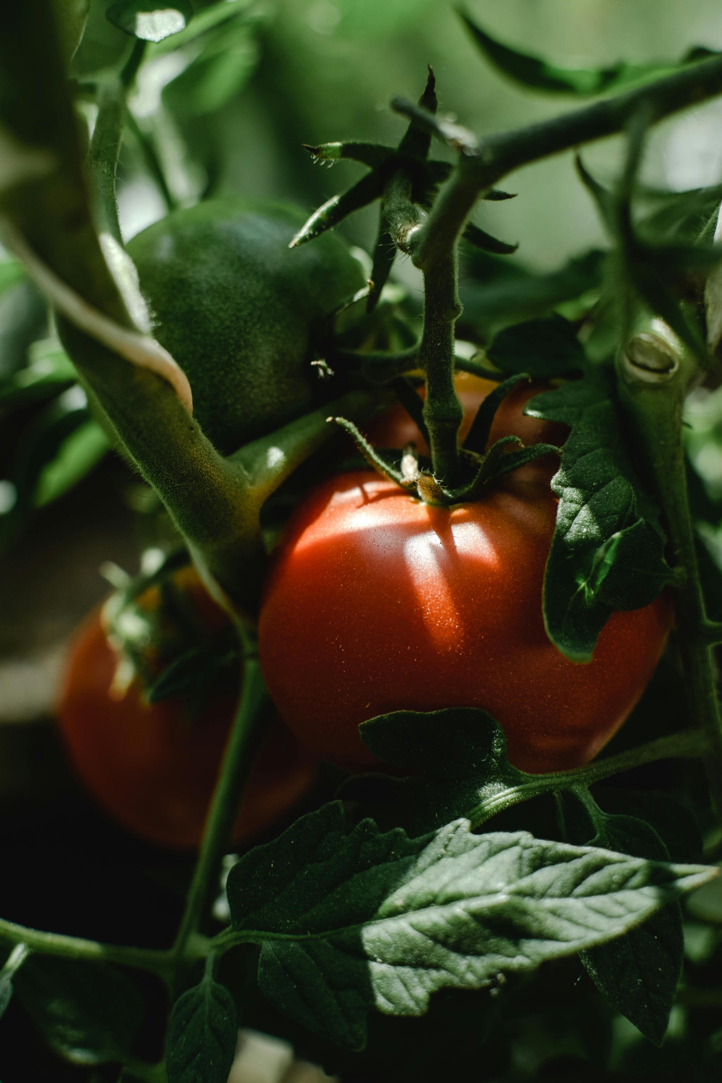 Salsa Catsup Tradicional